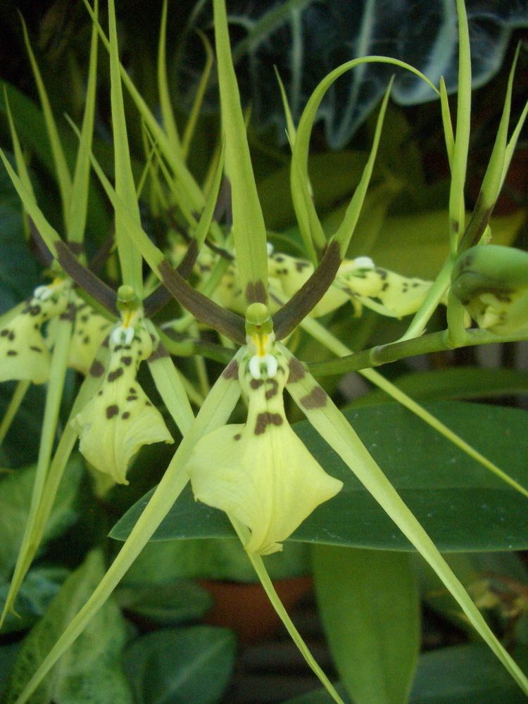 Ada (plant) Brassia gireoudiana Wikipedia