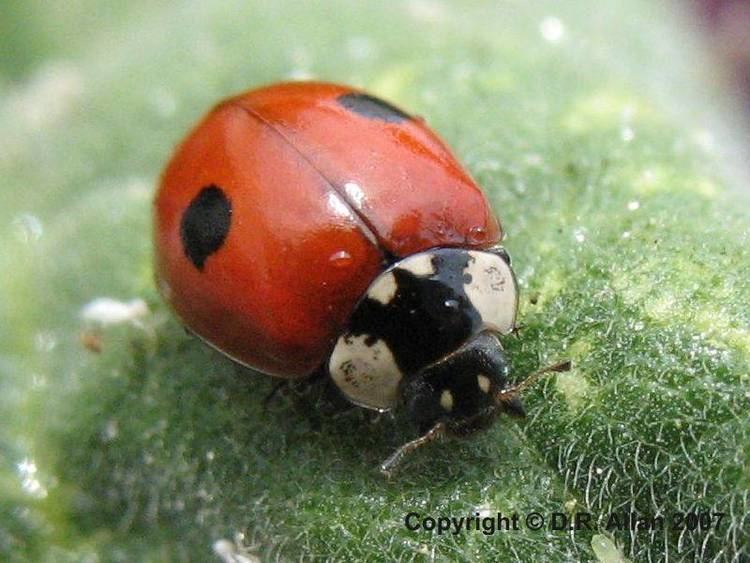 Adalia (beetle) Debs Web 2spot Ladybird Adalia bipunctata beetle photographs