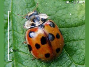 Adalia (beetle) Adalia decempunctata Linnaeus 1758 BEETLES and BEETLE RECORDING