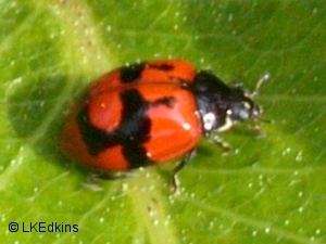 Adalia (beetle) Adalia bipunctata Linnaeus 1758 BEETLES and BEETLE RECORDING in