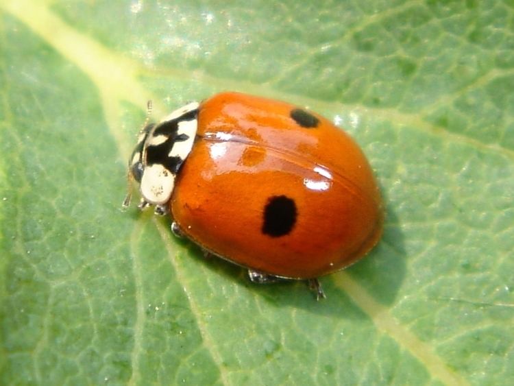 Adalia bipunctata Adalia bipunctata Chris Schuster