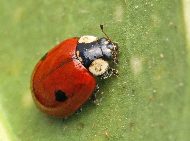 Adalia bipunctata Adalia bipunctata Wikipedia