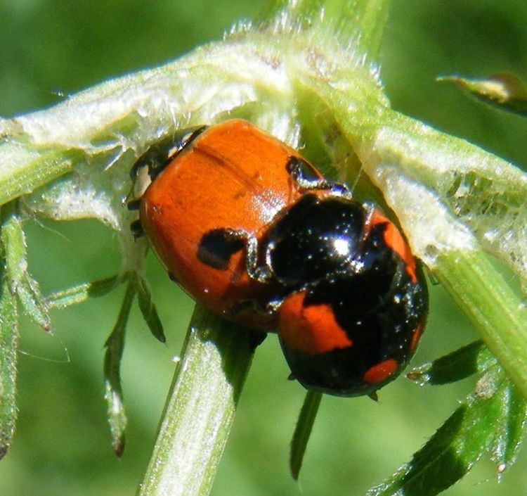 Adalia bipunctata 2 Spot Ladybird Adalia bipunctata NatureSpot