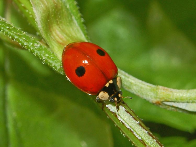 Adalia bipunctata Adalia bipunctata Linnaeus 1758 Checklist View