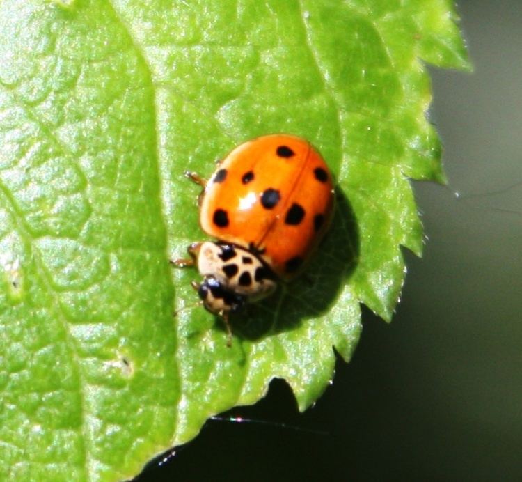 Adalia decempunctata 10 Spot Ladybird Adalia decempunctata NatureSpot