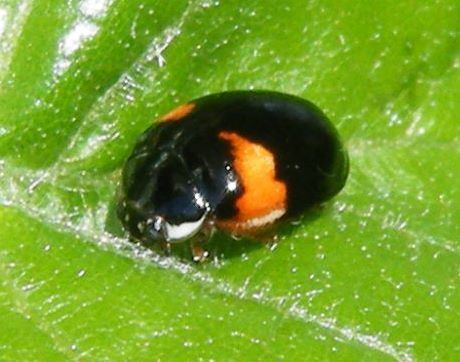Adalia decempunctata 10 Spot Ladybird Adalia decempunctata NatureSpot