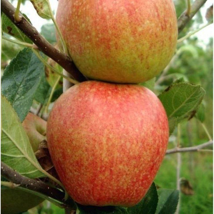 Adams Pearmain Apple Adams Pearmain Buy Apple Trees Purchase Apple Fruit Trees