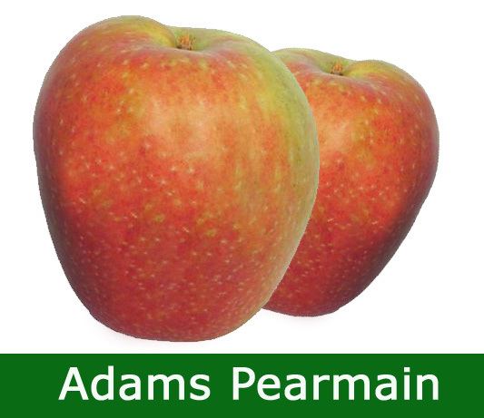 Adams Pearmain Buy Adams Pearmain apple tree online FREE UK DELIVERY FREE 3 YEAR