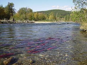 Adams River (British Columbia) httpsuploadwikimediaorgwikipediacommonsthu