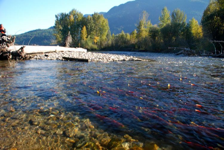 Adams River (British Columbia) Salute to the Sockeye Adams River Salmon Society Shuswap BC