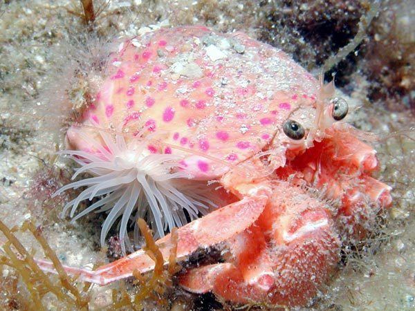 (hexacorallia actiniaria) It is an actinia with the brown and white column with bright pink dots, the base of which hugs the opening of the shell through which the crab exits to the outside.