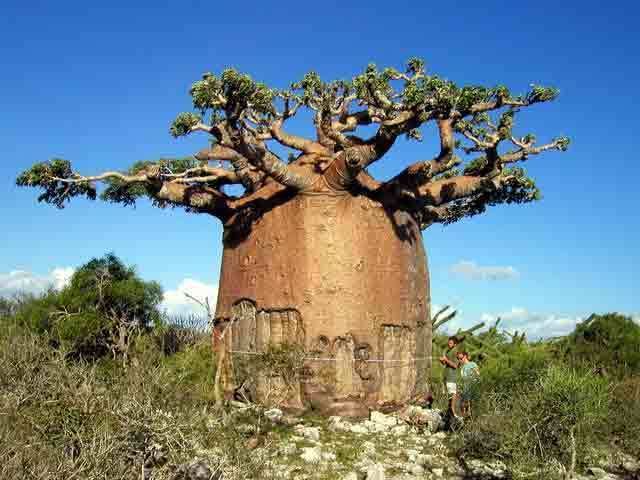 Adansonia The GREAT baobabs of Madagascar Garden Travel Hub