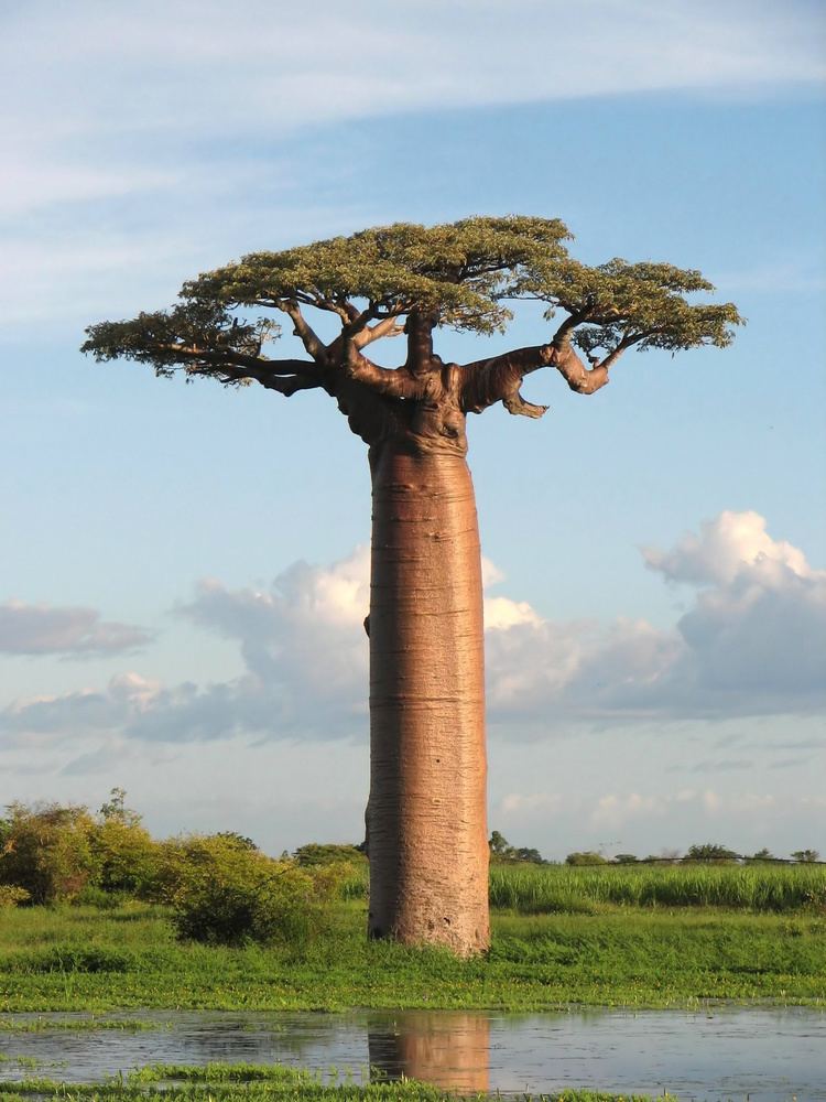 Adansonia httpsuploadwikimediaorgwikipediacommonsaa