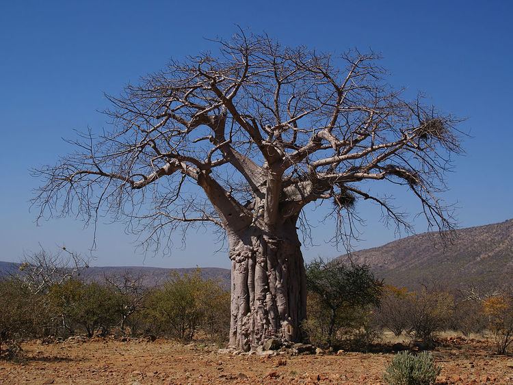 Adansonia Adansonia digitata Plant Propagation Methods