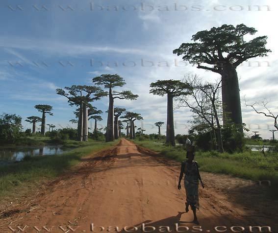 Adansonia 1000 images about Baobabs Adansonia on Pinterest Madagascar