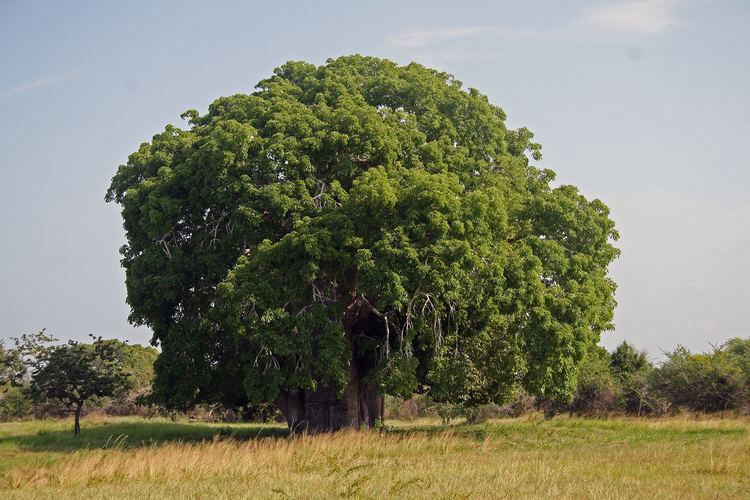 Adansonia Adansonia Wikipedia