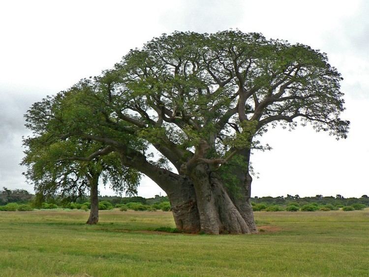 Adansonia digitata Photo Guide to Plants of Southern Africa