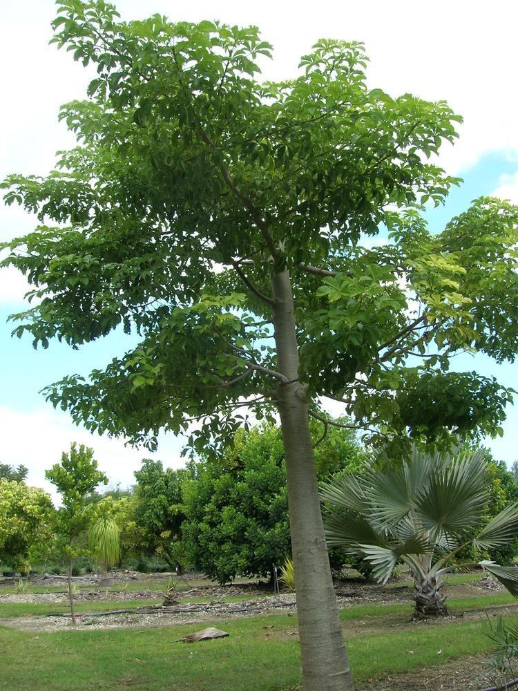Adansonia digitata Baobab Tree Adansonia digitata Richard Lyons Nursery Inc