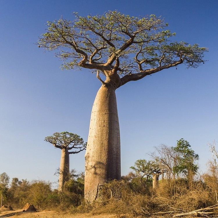 Adansonia digitata Baobab Adansonia Digitata Overview Health Benefits Side effects