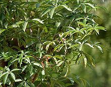 Adansonia digitata httpsuploadwikimediaorgwikipediacommonsthu