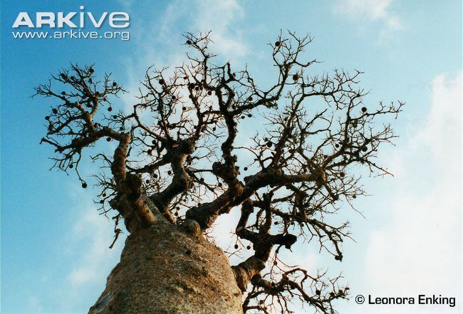 Adansonia madagascariensis Baobab photo Adansonia madagascariensis G105779 ARKive