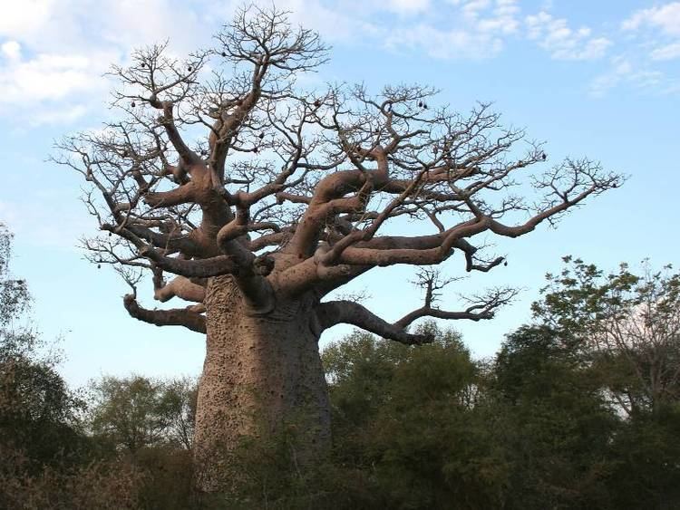 Adansonia madagascariensis The Baobab Tree Adansonia UpsideDown Tree PandaVita