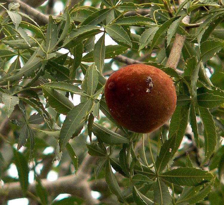 Adansonia rubrostipa Fony baobab Adansonia rubrostipa iNaturalistorg