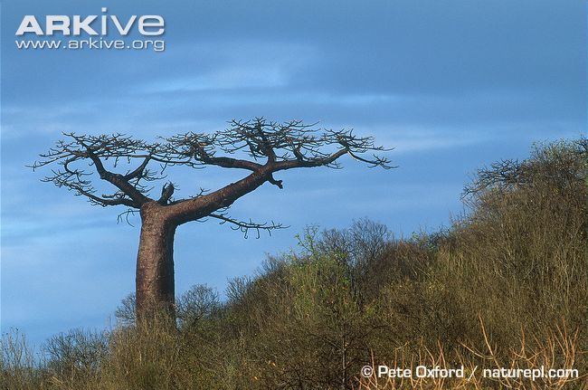 Adansonia suarezensis Suarez baobab photo Adansonia suarezensis G31979 ARKive