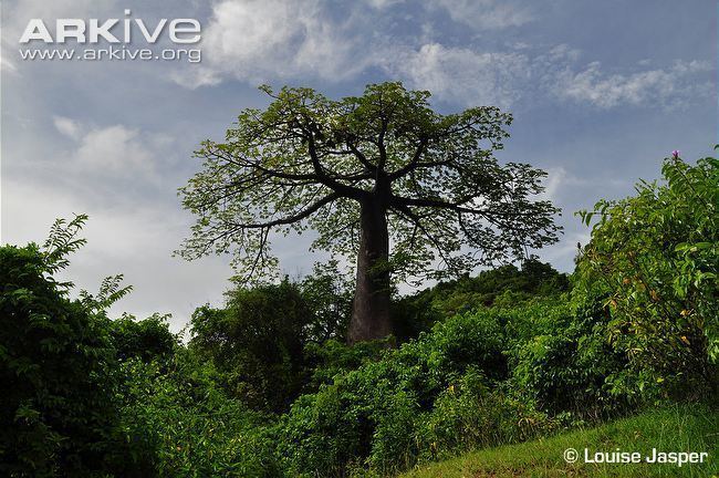 Adansonia suarezensis Suarez baobab videos photos and facts Adansonia suarezensis ARKive