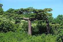 Adansonia suarezensis httpsuploadwikimediaorgwikipediacommonsthu