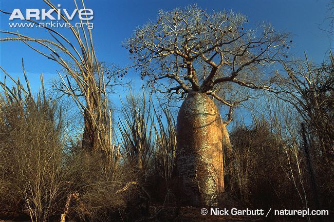 Adansonia za Baobab photo Adansonia za G103387 ARKive