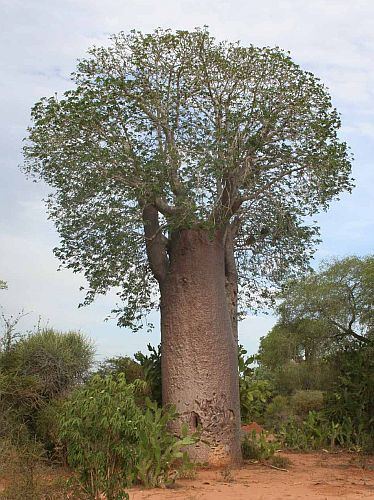 Adansonia za Adansonia za Baobab Za seeds