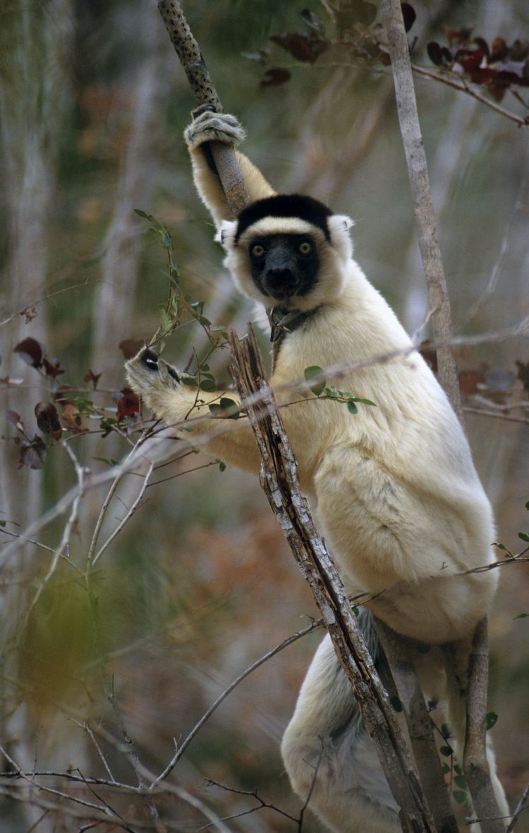 Adapiformes Ancient Lemurs Take Bite Out of Evolutionary Tree All Images NSF