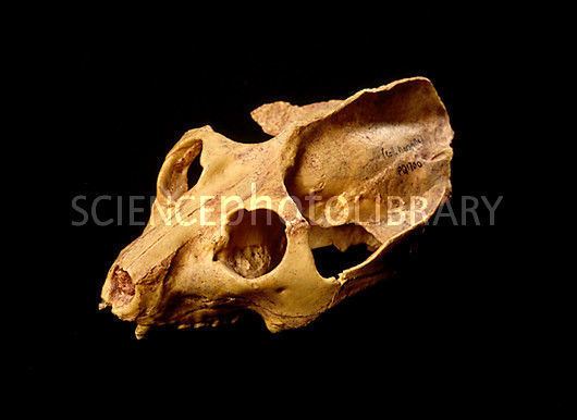 Adapis Fossil Adapis primate skull Stock Image E4450141 Science Photo
