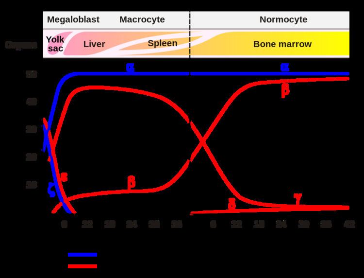 Adaptation to extrauterine life