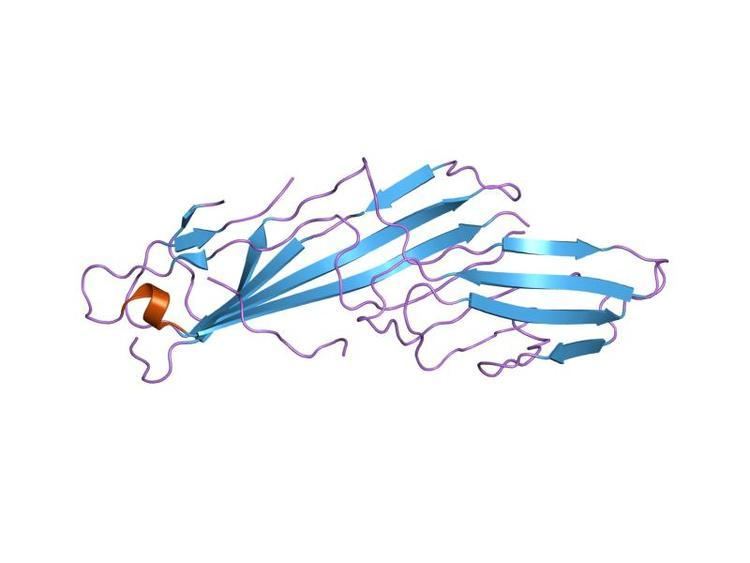 Adaptor complexes medium subunit domain