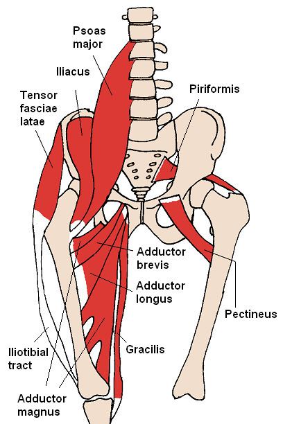 Adductor brevis muscle