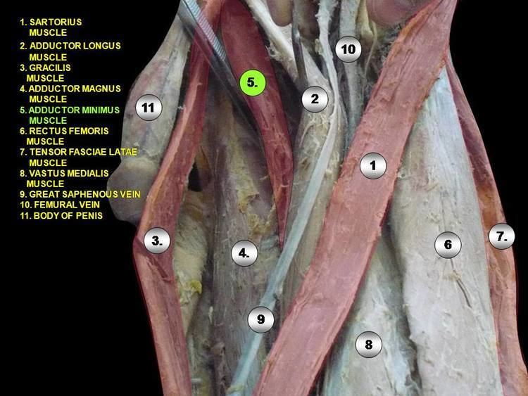 Adductor minimus muscle - Alchetron, the free social encyclopedia