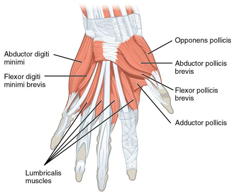 Adductor pollicis muscle