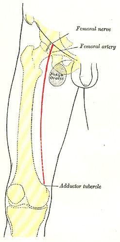Adductor tubercle of femur