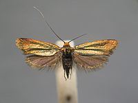 Adela cuprella httpsuploadwikimediaorgwikipediacommonsthu