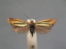 Adela (moth) httpsuploadwikimediaorgwikipediacommonsthu