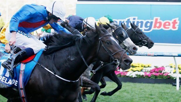 Adelaide (horse) Cox Plate 2014 How Adelaide has put the race on the map
