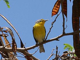 Adelaide's warbler httpsuploadwikimediaorgwikipediacommonsthu