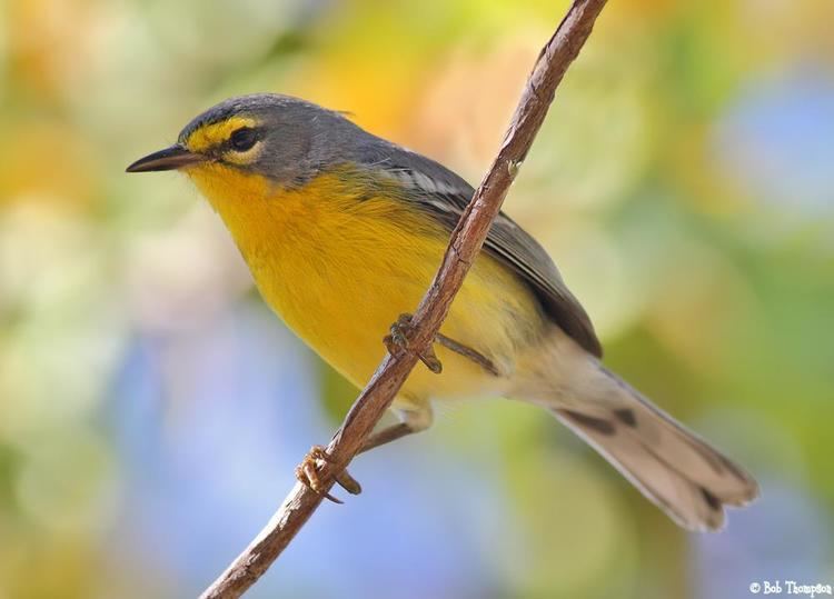 Adelaide's warbler Adelaide39s Warbler Dendroica adelaidae videos photos and sound