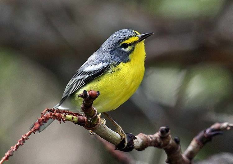 Adelaide's warbler Birding in Puerto Rico