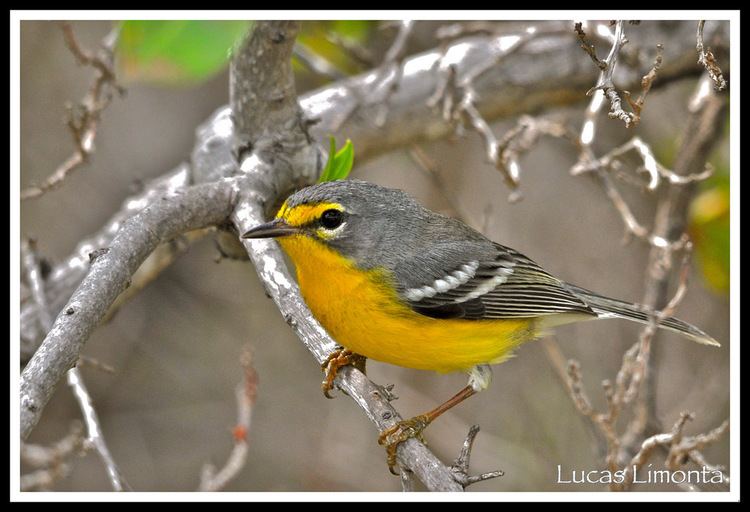 Adelaide's warbler Adelaide39s Warbler Dendroica adelaidae Known in Puerto R Flickr