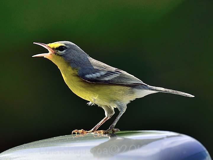 Adelaide's warbler Adelaide39s Warbler Dendroica adelaidae videos photos and sound