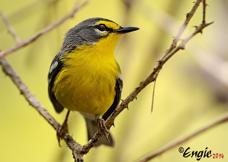 Adelaide's warbler Reinita Mariposera Adelaide39s Warbler Setophaga adelai Flickr