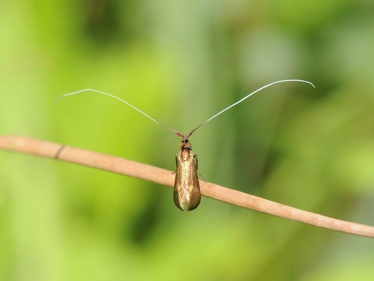 Adelidae FileLanghornmotten Adelidae Nemophora metallica JPG Wikimedia